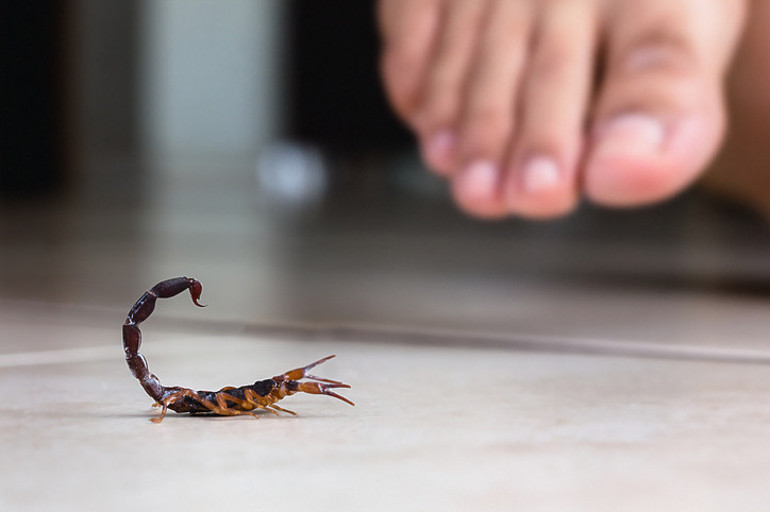 Böcek ısırığı deyip geçmeyin Her yıl yüz binlerce kişi ölüyor… İlk 15 dakika hayat kurtarıyor