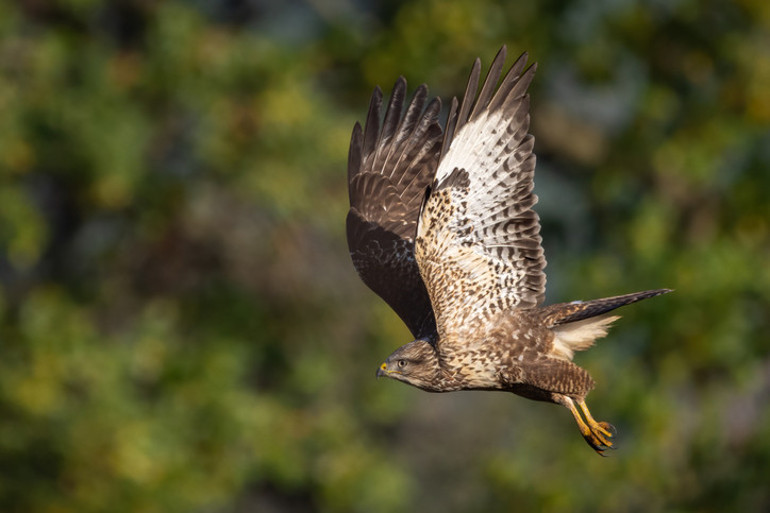 Köydekilere kâbusu yaşattı 50’den fazla kişiye saldırdı… Bir kahraman, bu gizemli olayın ardındaki sırrı çözdü