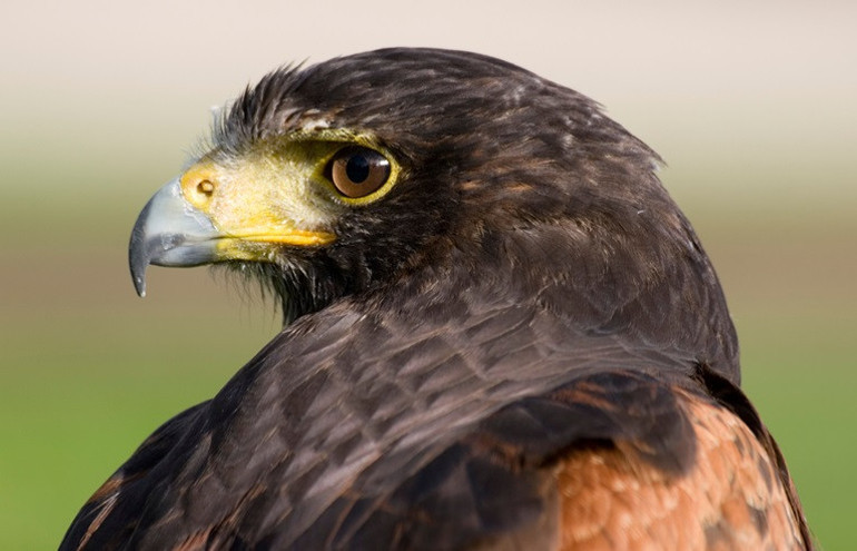 Köydekilere kâbusu yaşattı 50’den fazla kişiye saldırdı… Bir kahraman, bu gizemli olayın ardındaki sırrı çözdü
