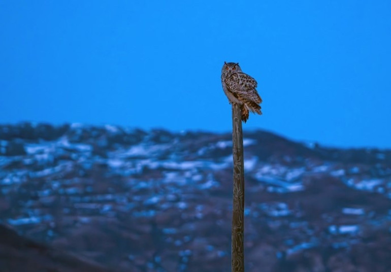 Avrupadaki en büyük tür Sivasta fotoğraflandı
