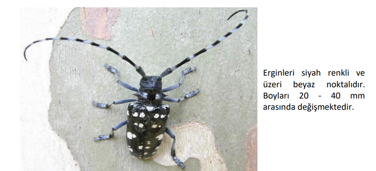 Bu böcek kırmızı bültenle aranıyor Bakanlık harekete geçti.. Önlem alınmazsa ciddi sonuçlar doğuracak