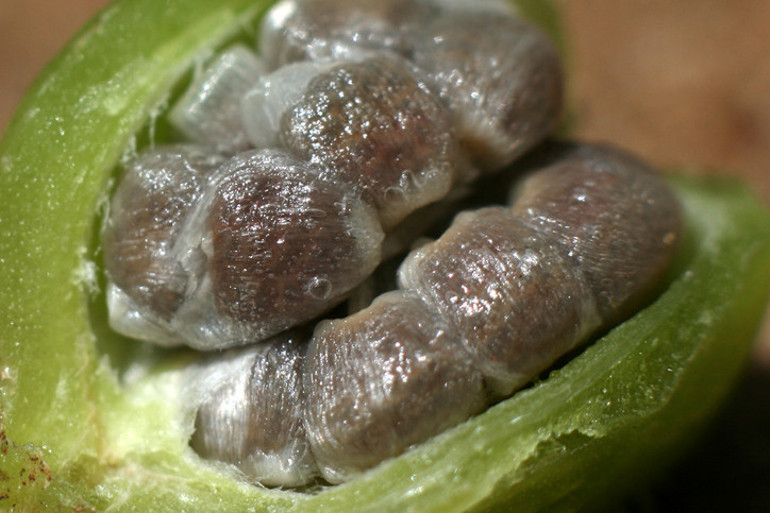 Afrika diyeti Akdeniz diyetini tahtından eder mi Araştırma sonuçları kafaları karıştırdı Sırrı bu karışımda saklı...