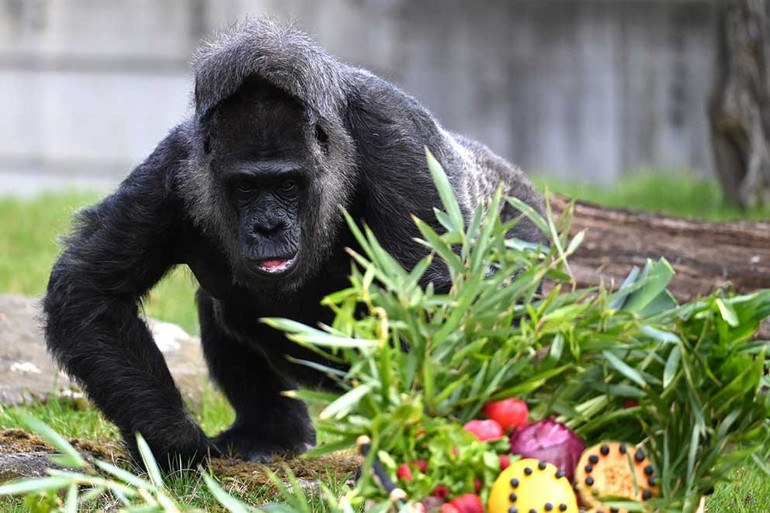 Dünyanın en yaşlı gorili 68 oldu... Fatouya özel doğum günü menüsü