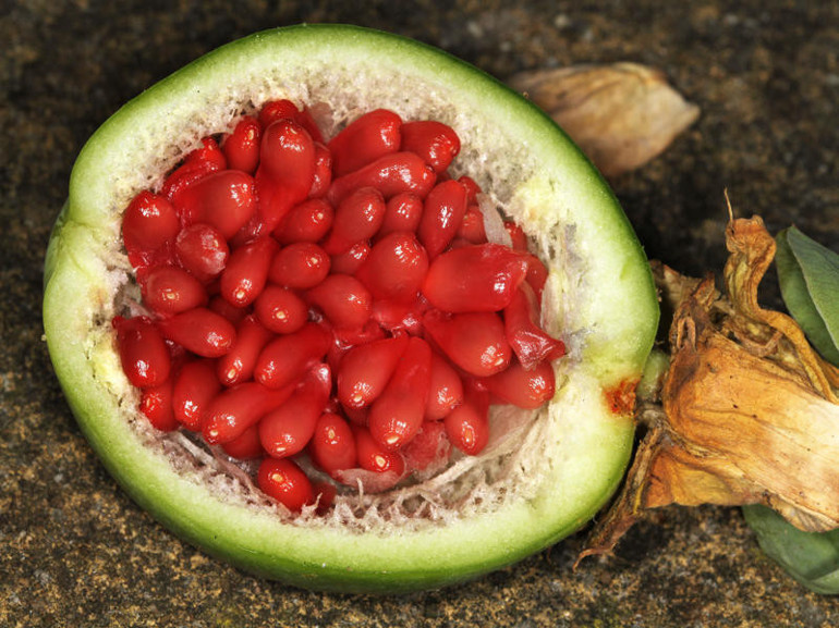 Sakinleştirici etkisi olan doğal uyku takviyeleri Beynin fren pedalı gibi, bedene rahatla mesajı veriyor