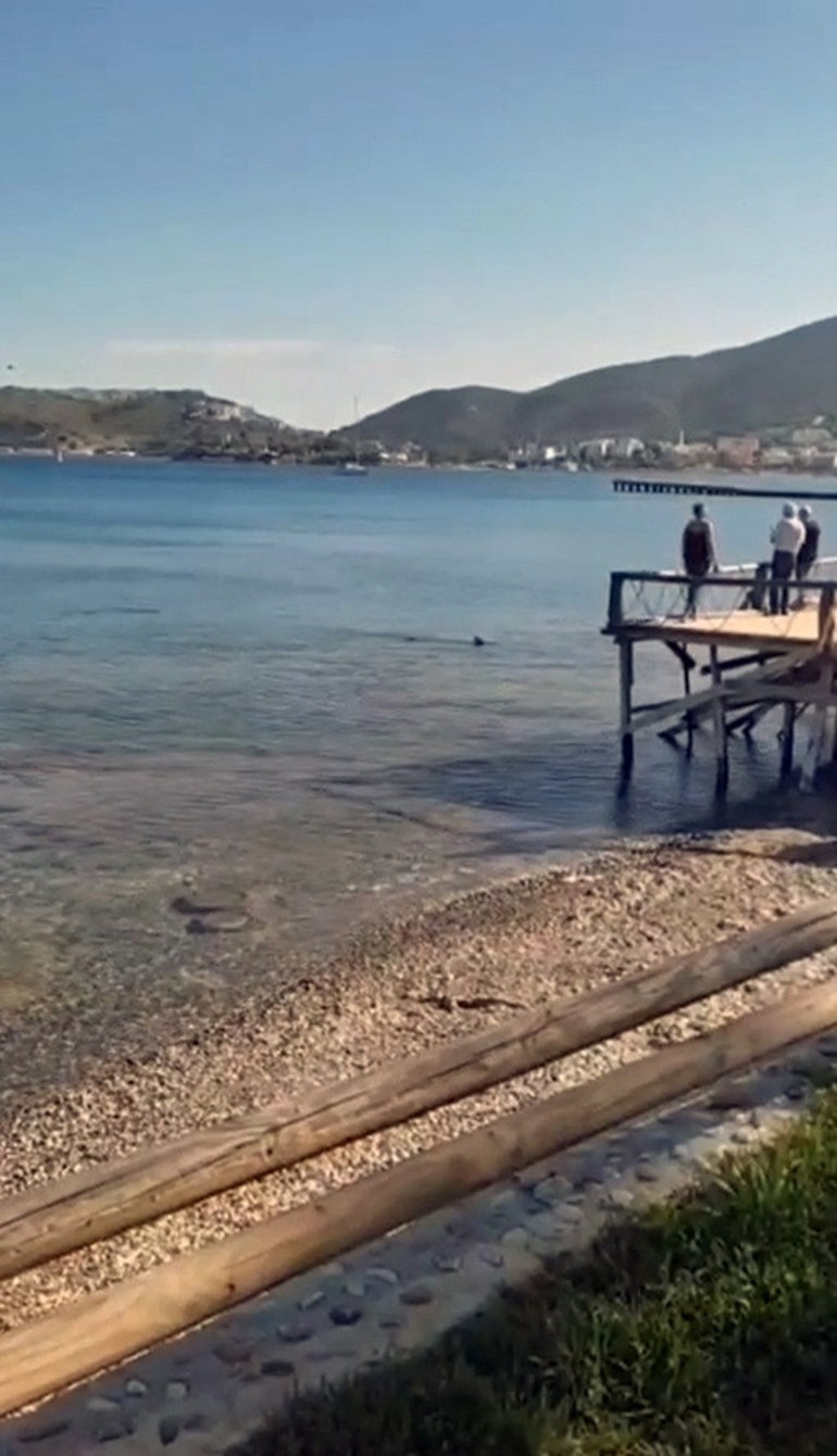 Önce Antalya şimdi de Muğla… Kıyılarda köpek balığı korkusu Türkiye’de hangi türler nerelerde bulunuyor | ‘Sahillerde köpek balığı görülmesi artık kaçınılmaz, çünkü…’