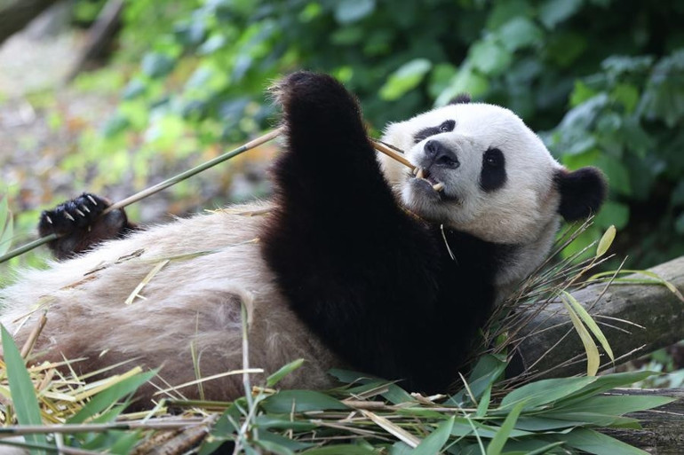 Çin, Avusturya’ya iki dev panda gönderdi