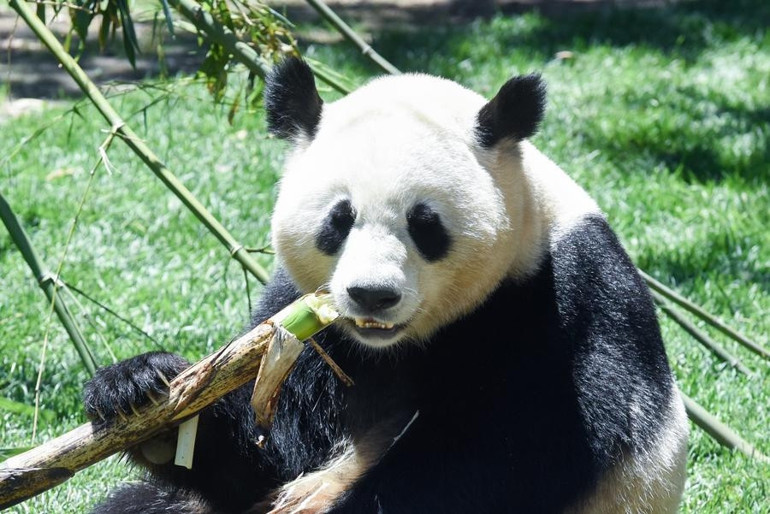 Çin, Avusturya’ya iki dev panda gönderdi