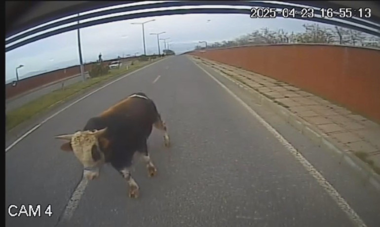 Eline aldığı sopayla indi, beklemediği hamleyle arkasına bakmadan tüydü | Erkekliğin yüzde 90ı kaçmaktır