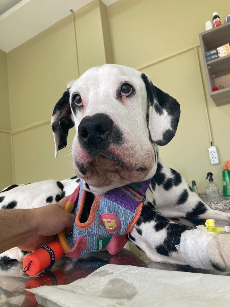 Zehirli tırtıl alarmı Önce köpeğine sonra kendisine bulaştı... ‘Ağzının içi asit dökülmüş gibi eriyordu’