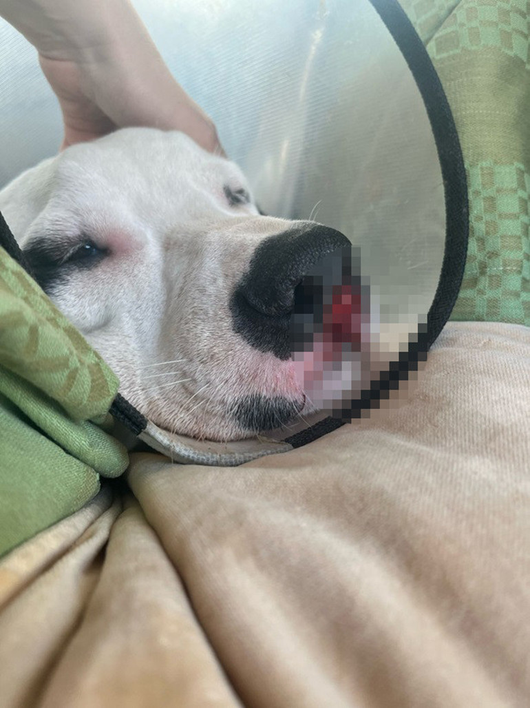Zehirli tırtıl alarmı Önce köpeğine sonra kendisine bulaştı... ‘Ağzının içi asit dökülmüş gibi eriyordu’