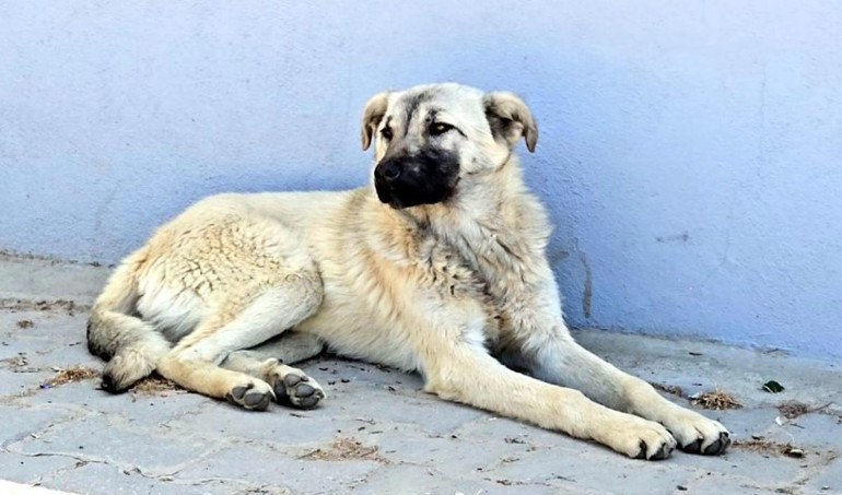 81 yaşındaki adamdan dehşete düşüren kötülük İşletmeci kamera görüntülerine bakınca gözlerine inanamadı