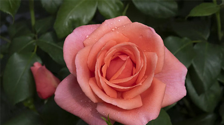 Ona İngiliz gülü diyorlardı...Türk lokumu ve mango kokulu bir gül oldu... Pembe pembe bahçelerde açıyor