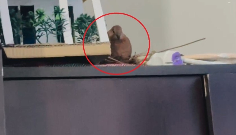 5 yaşındaki çocuğun odasına girip yuva yaptı... Küçük Hamza artık başka odada uyuyor