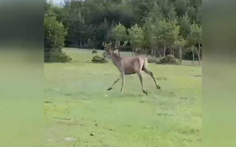 Kafeslerle getirilip doğaya salındılar: Mutlulukları görülmeye değer... İşte kalpleri ısıtan o anlar