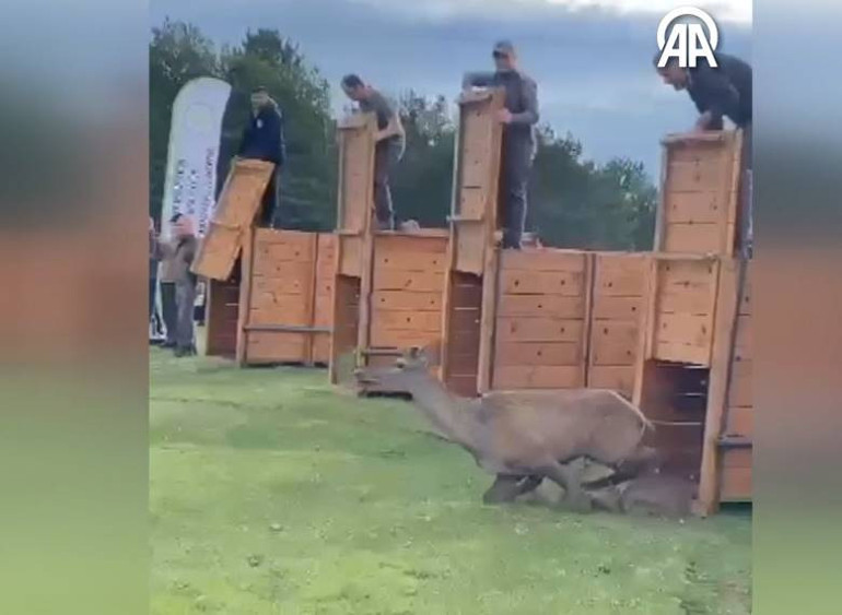 Kafeslerle getirilip doğaya salındılar: Mutlulukları görülmeye değer... İşte kalpleri ısıtan o anlar