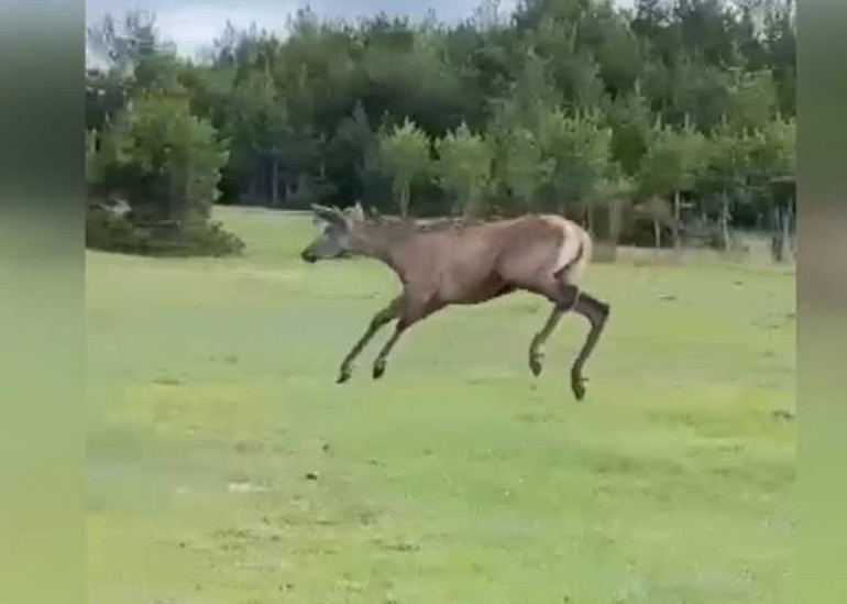 Kafeslerle getirilip doğaya salındılar: Mutlulukları görülmeye değer... İşte kalpleri ısıtan o anlar