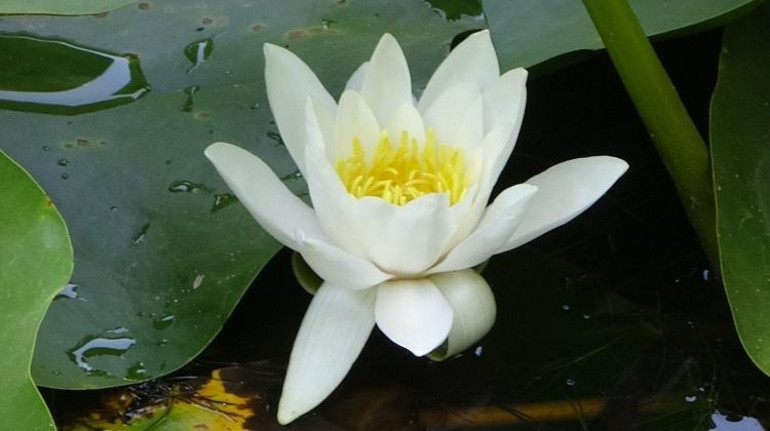 Bu bitkiyi koparan yandı, cezası tam 557 bin 212 lira