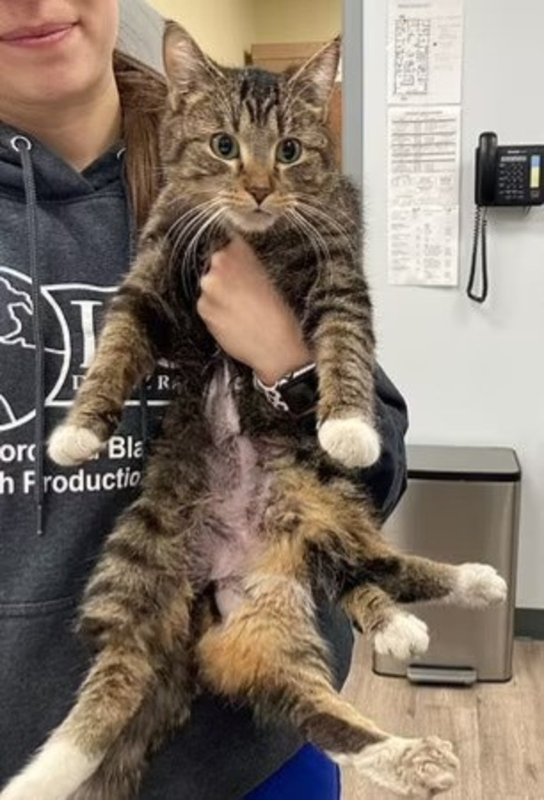 Görenleri hayrete düşürdü 9 canlı 6 bacaklı