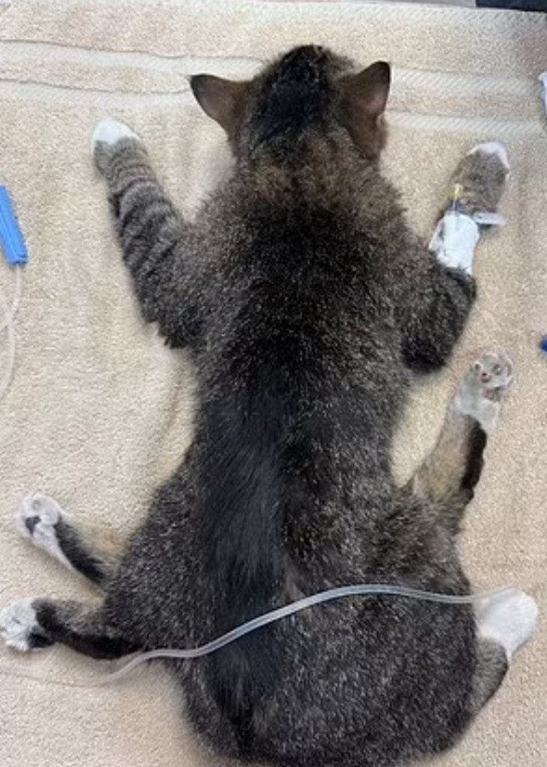 Görenleri hayrete düşürdü 9 canlı 6 bacaklı