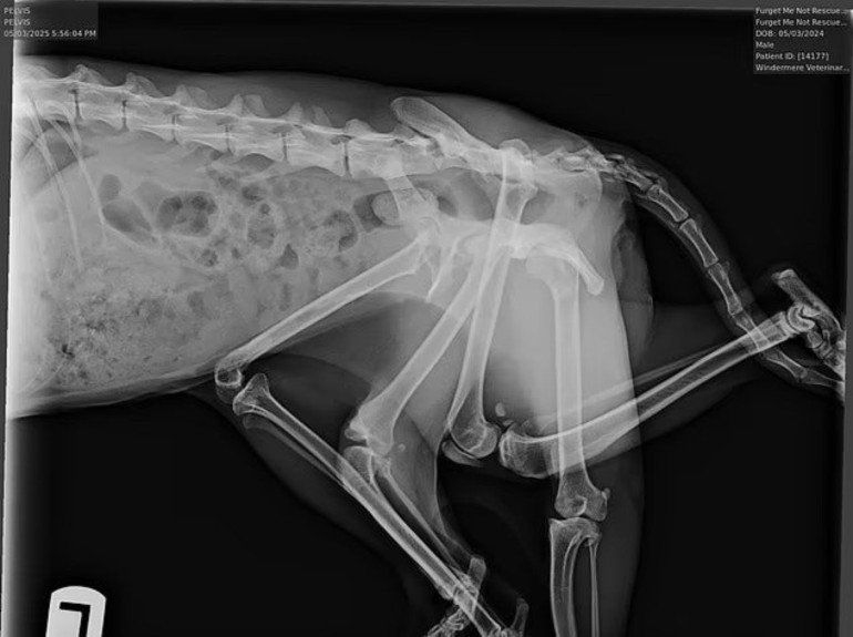 Görenleri hayrete düşürdü 9 canlı 6 bacaklı