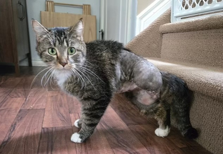 Görenleri hayrete düşürdü 9 canlı 6 bacaklı