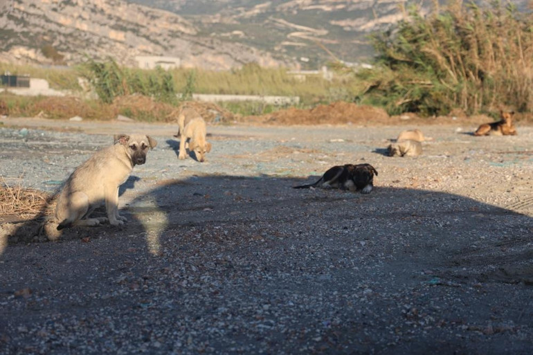 4 mahallede kuduz alarmı Köpekler toplanmaya başladı