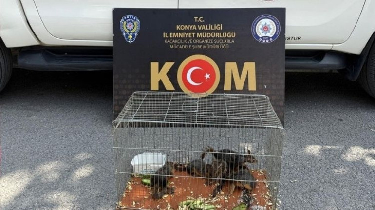 Sincabı satışa çıkaran kişi gözaltına alındı