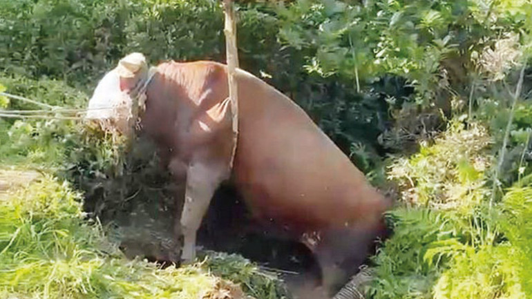 Dananın fotoğrafını çekerken öldü