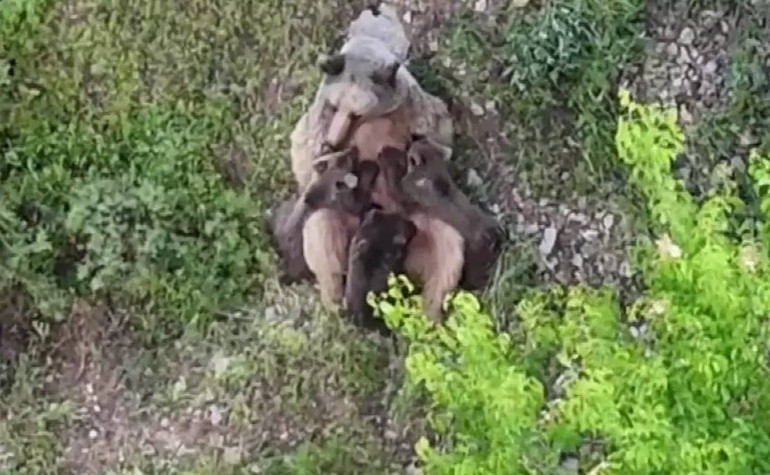 Osmaniyede yiyecek aramak için yerleşim yerine indi