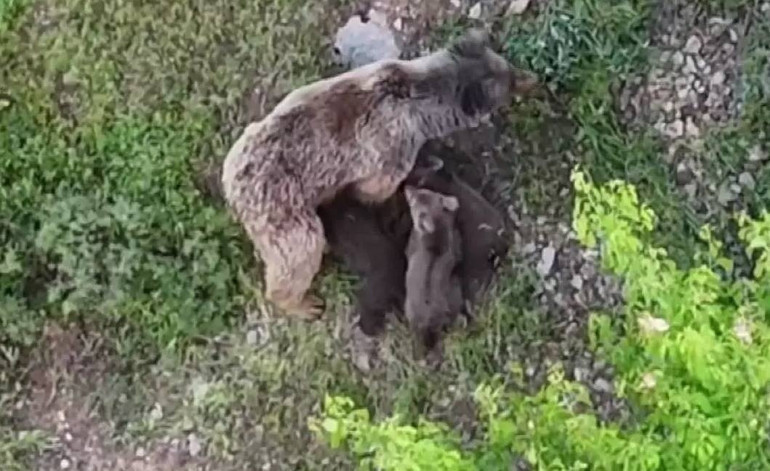 Osmaniyede yiyecek aramak için yerleşim yerine indi