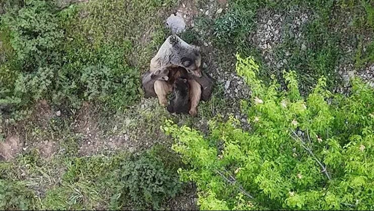Osmaniyede yiyecek aramak için yerleşim yerine indi