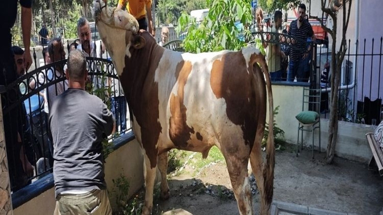 Pencere boşluğuna düşen kurbanlık boğa böyle kurtarıldı