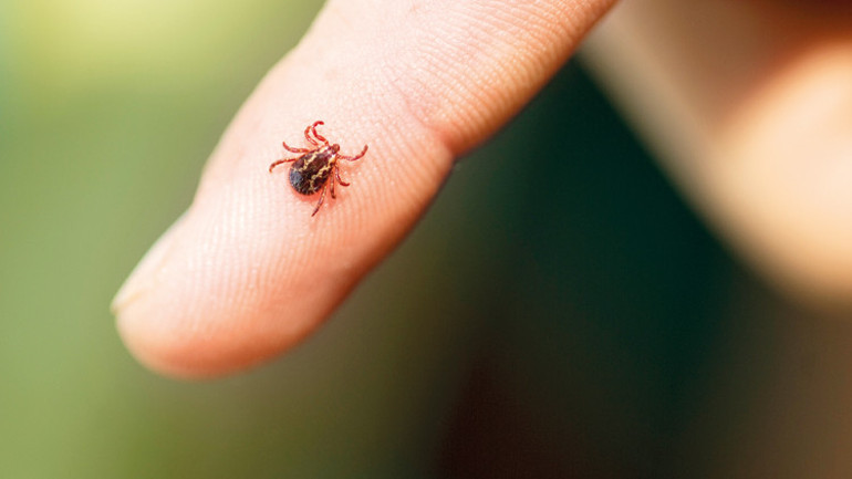 Beni hanginiz ısırdı