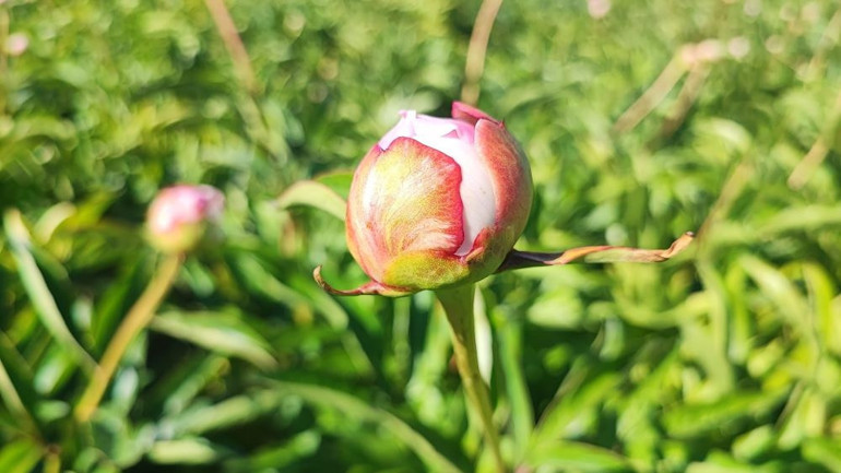 Hollandadan Yozgata getirdi Bir gecede bütün emeği yok oldu
