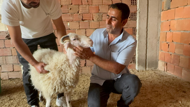 Kuzuyken alıp büyüttü Kaçıp 3 katlı binanın üzerine çıkınca sahibi kıyamadı