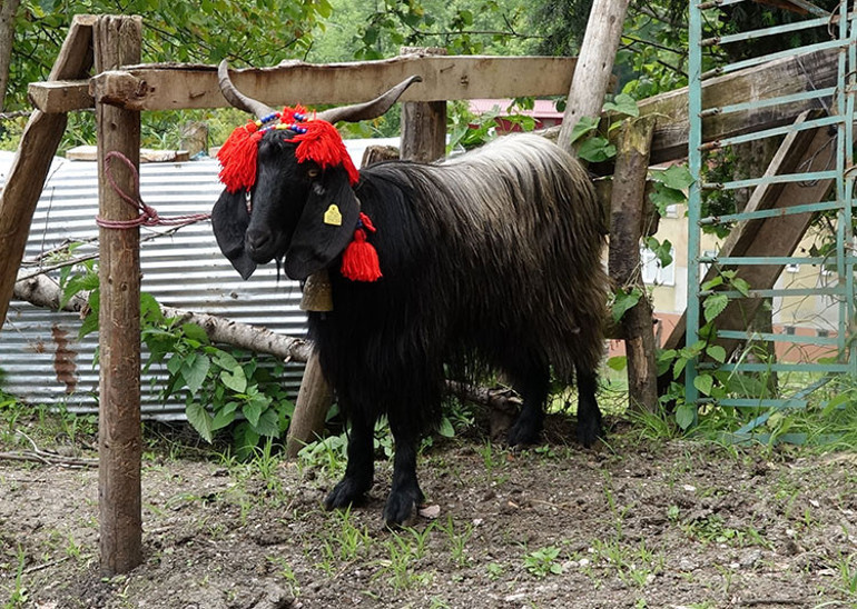 Trabzonda 18 gün boyunca aradılar Şanslının hayatta kalma mücadelesi...