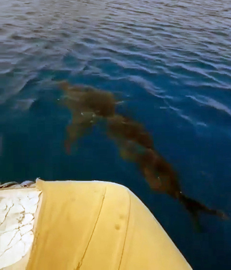 Gökova Körfezinde Beyaz Kum Köpekbalığı sürprizi