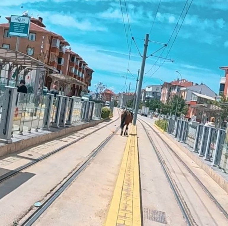 Eskişehirde ilginç olay: Tramvay durağındaki atı görenler şaştı kaldı