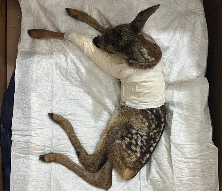 Yolda yaralı halde bulundu, tedavi altına alındı