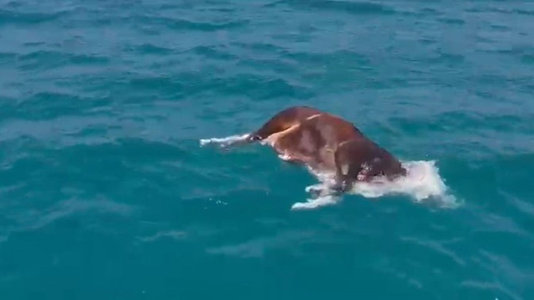 Antalyada denizde bulundu Görenler hayrete düştü