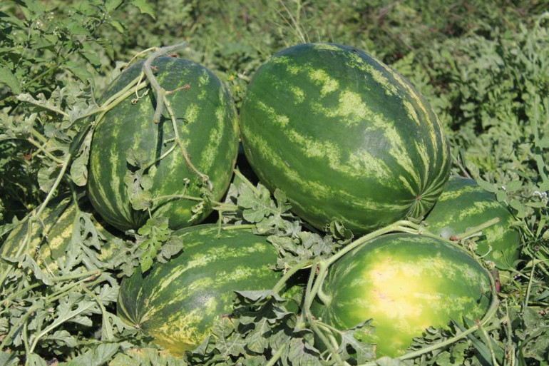 Türkiyenin gözü burada Karpuz için saatlerce bekliyorlar