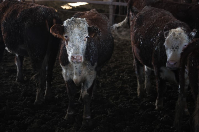 İnsanları düşman gibi görüp saldırıyor | Yurt dışından getirdi, araçtan indirirken elinden kaçırdı