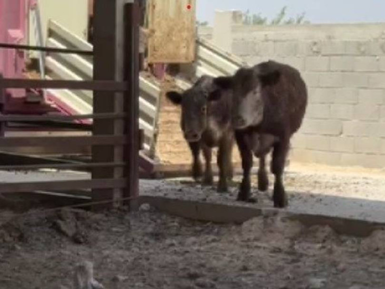 İnsanları düşman gibi görüp saldırıyor | Yurt dışından getirdi, araçtan indirirken elinden kaçırdı