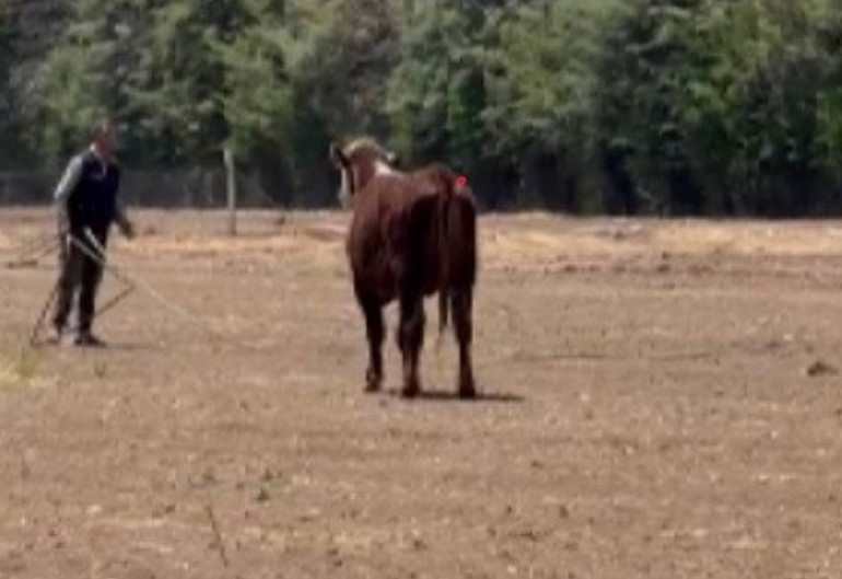 İnsanları düşman gibi görüp saldırıyor | Yurt dışından getirdi, araçtan indirirken elinden kaçırdı