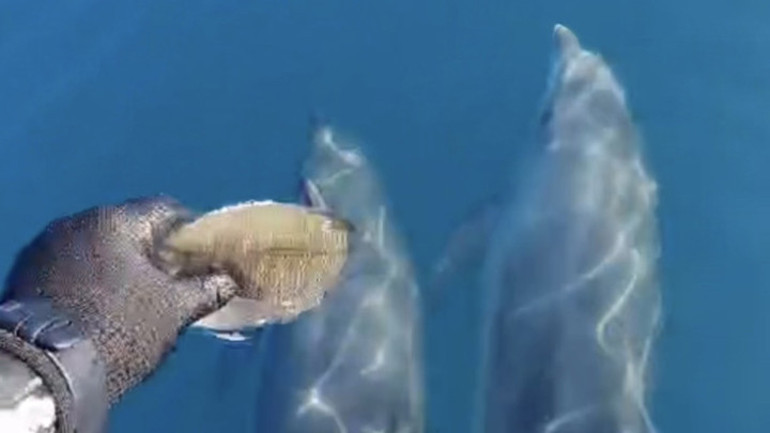 Amasrada teknesinin önünde yüzen yunusları görüntüledi