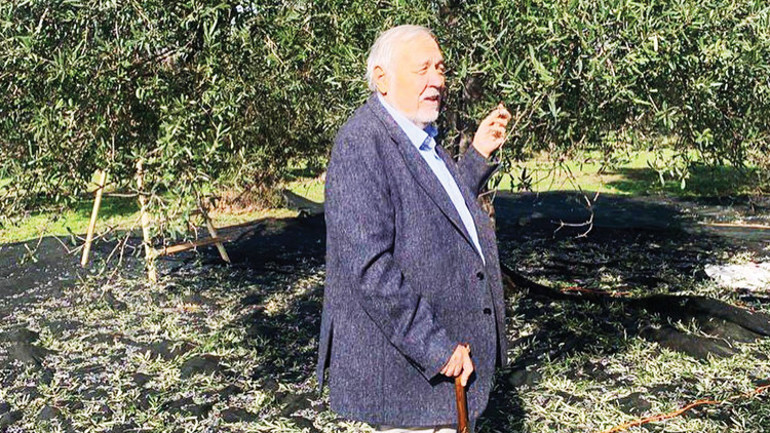 Kömür mü zeytinlik mi