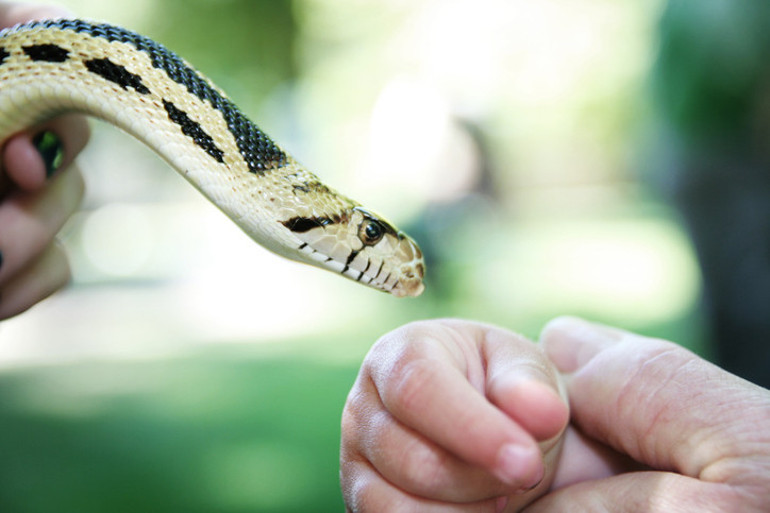 10 SORUDA YILAN DOSYASI | Dokunmazsak ısırır mı Zehirin emilerek çıkarılması doğru bir hamle mi