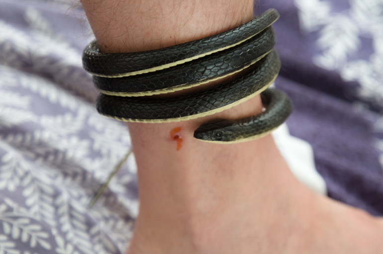 10 SORUDA YILAN DOSYASI | Dokunmazsak ısırır mı Zehirin emilerek çıkarılması doğru bir hamle mi