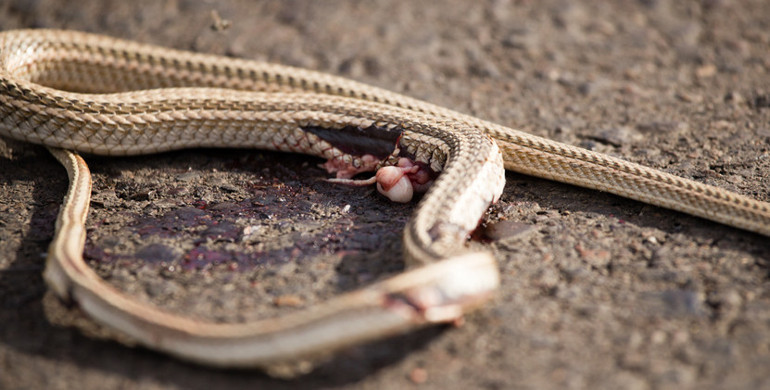10 SORUDA YILAN DOSYASI | Dokunmazsak ısırır mı Zehirin emilerek çıkarılması doğru bir hamle mi
