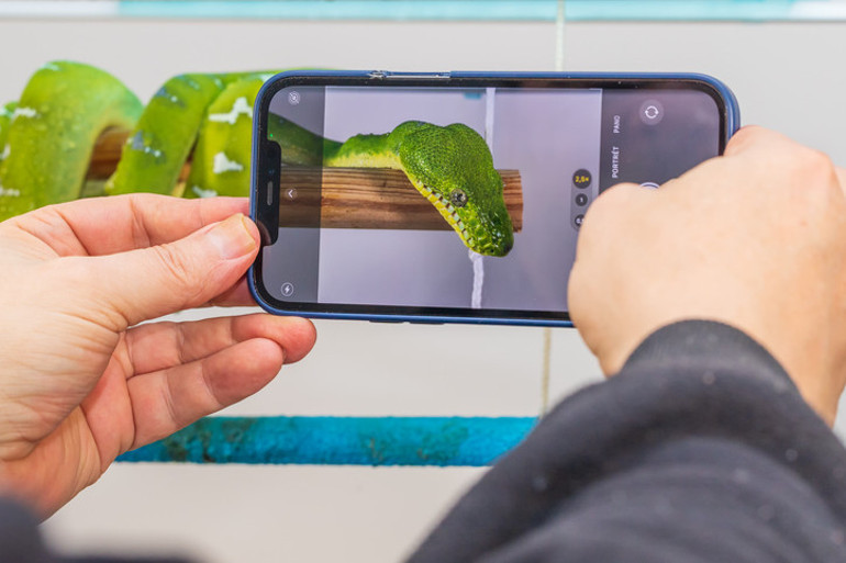 10 SORUDA YILAN DOSYASI | Dokunmazsak ısırır mı Zehirin emilerek çıkarılması doğru bir hamle mi